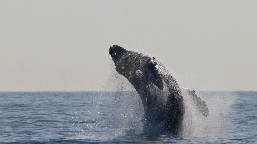 Ballena jorobada