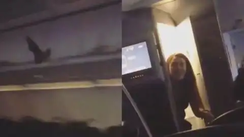 Murciélago en un avión Murciélago en un avión