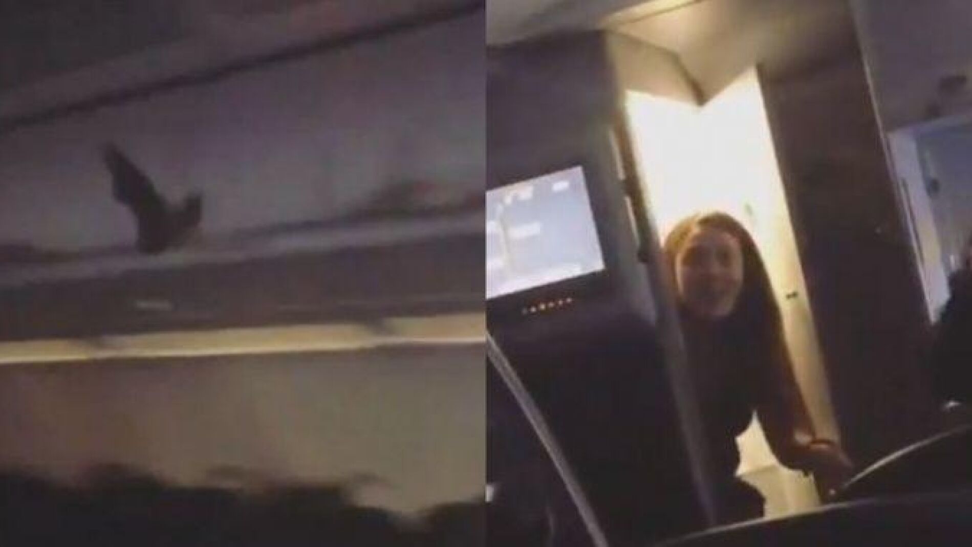 Murci&eacute;lago en un avi&oacute;n