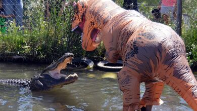 VÍDEO: Un hombre se disfraza de T.Rex y se enfrenta a un caimán de 220 kilos