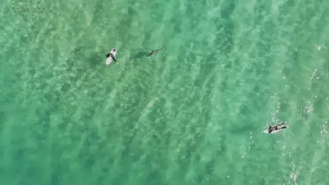 Tiburón nadando hacia un surfero Tiburón nadando hacia un surfero