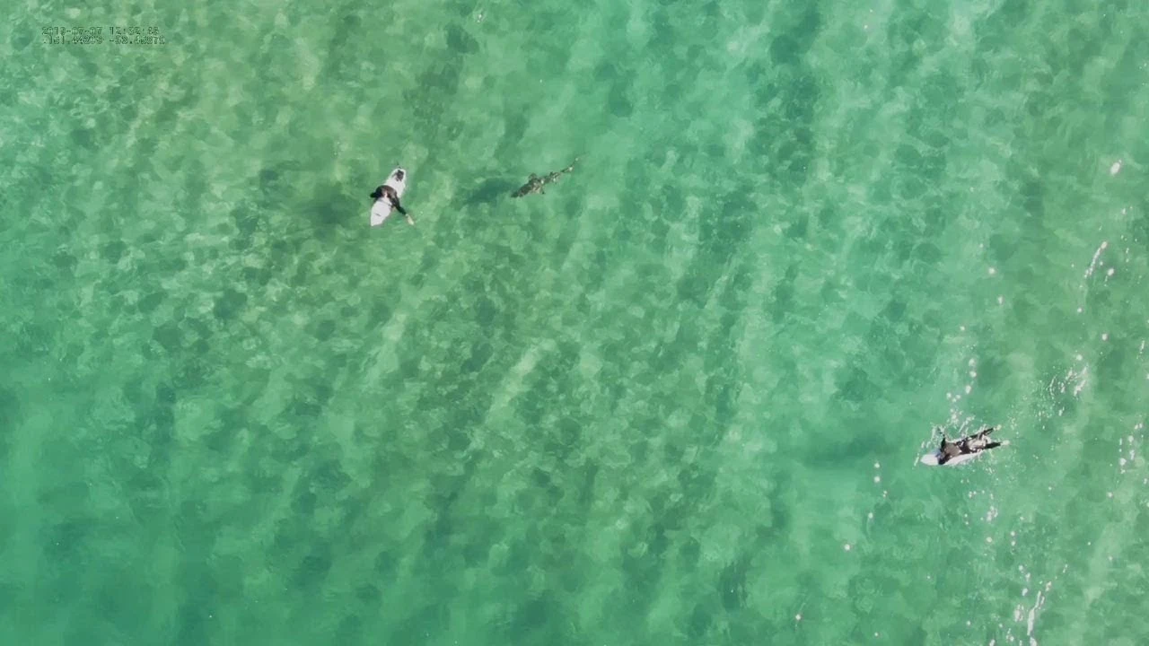 Tiburón nadando hacia un surfero Tiburón nadando hacia un surfero