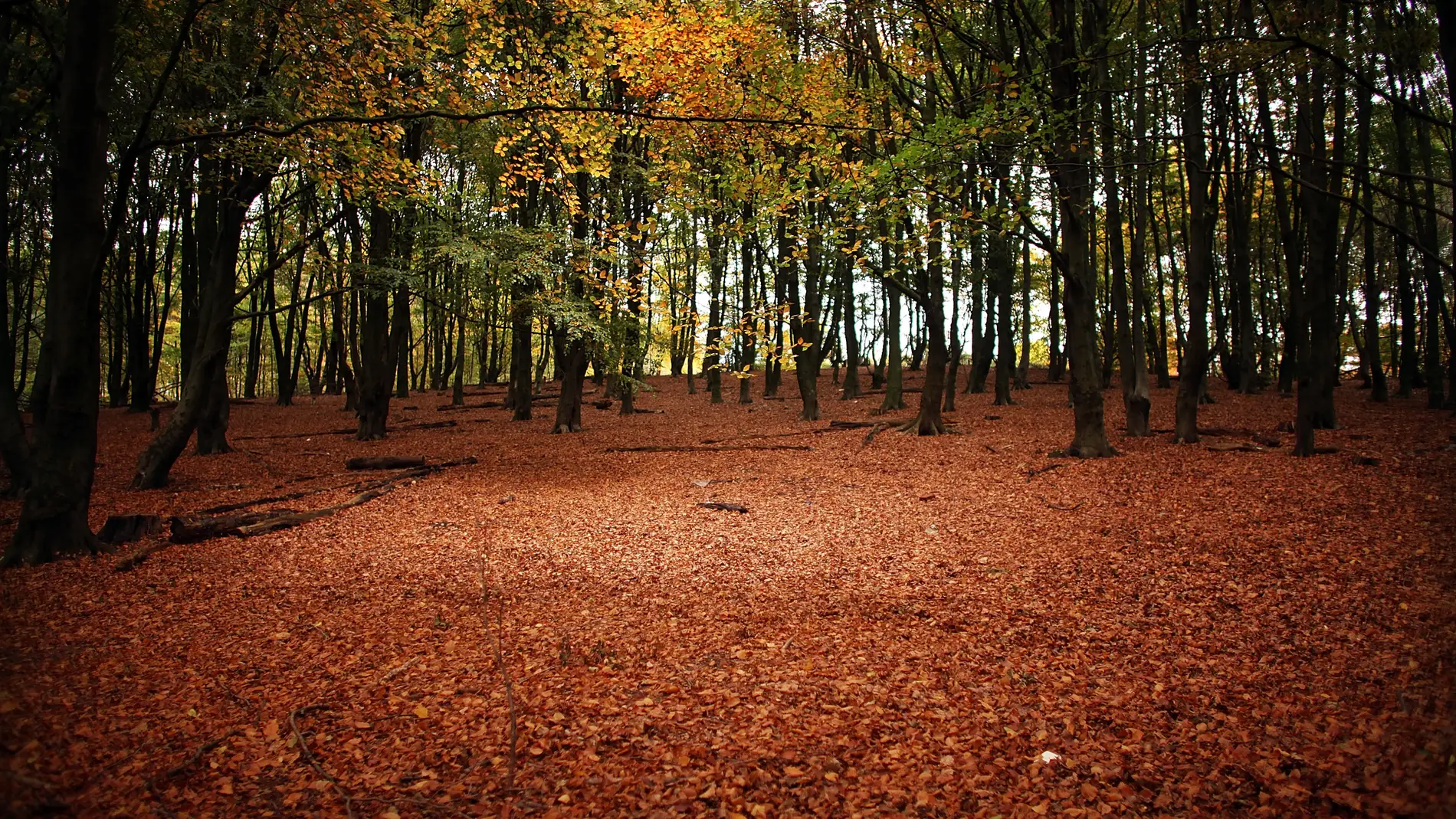 Bosque en otoño