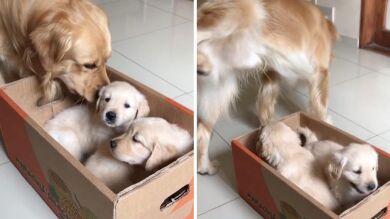 VÍDEO: El adorable momento en que un perro conoce a dos cachorros y mea encima de ellos