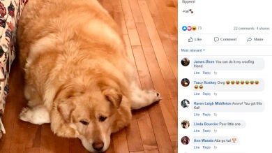 El dueño de un perro con sobrepeso quiso deshacerse de él pero el veterinario le encontró un nuevo hogar