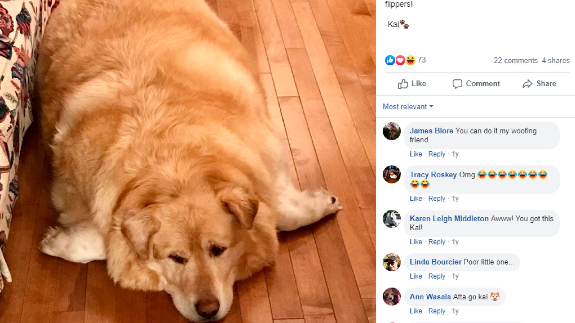 Kai perro con sobrepeso