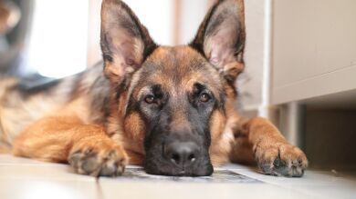 La adorable reacción de un pastor alemán ante la muerte de Mufasa