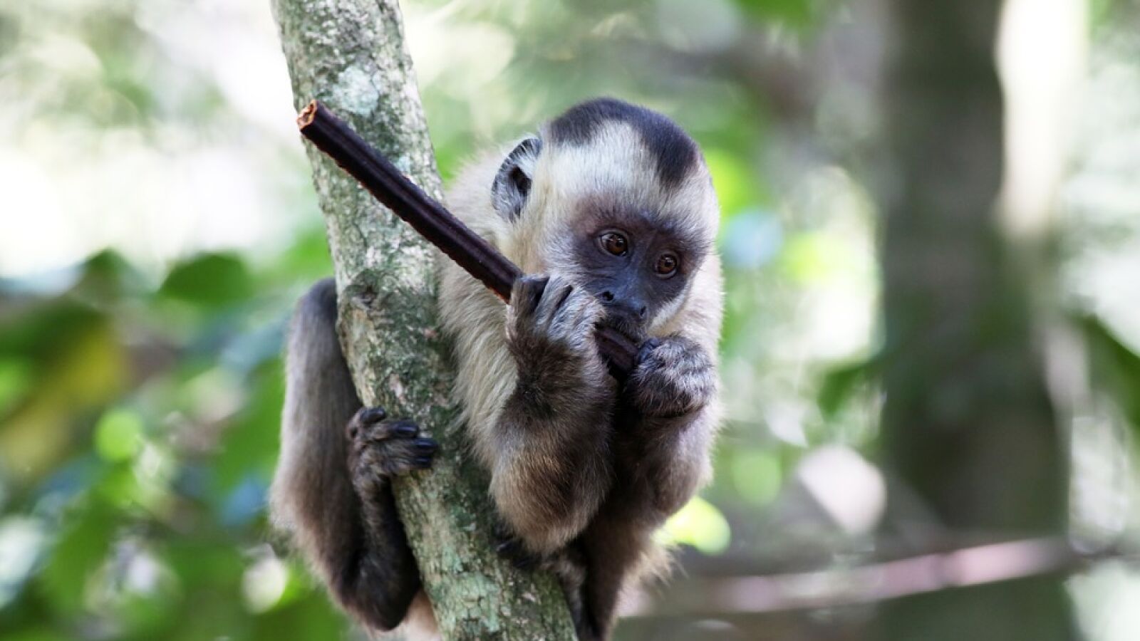 Un mono rompe el cristal de su jaula en un zoo chino