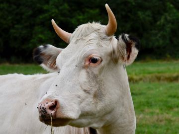 Imagen ilustrativa de una vaca