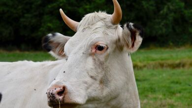 Intenta robar una vaca de Ale-Hop y la cosa sale tan mal como era de esperar
