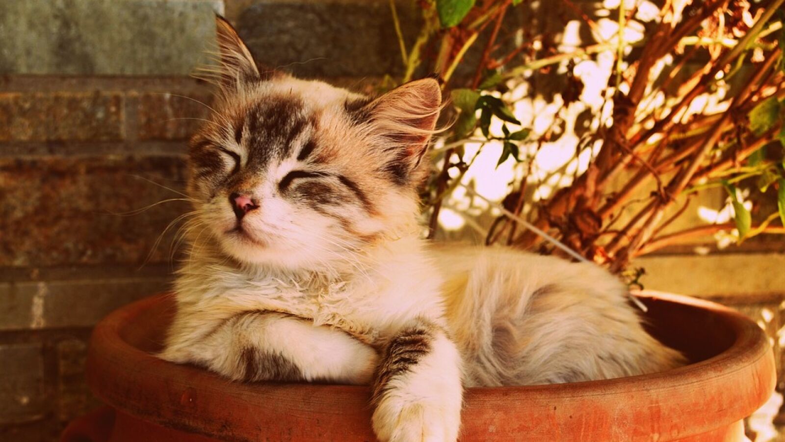El adorable momento en el que un gatito dice 'mamá'