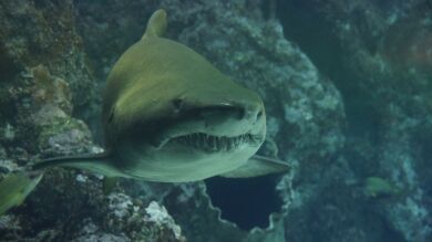 VÍDEO: Una niña salva la vida a dos tiburones en la India