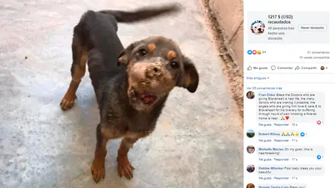 Foto del estado de Brave Heart antes de las intervenciones Foto del estado de Brave Heart antes de las intervenciones