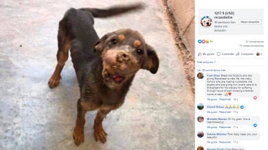 Le ataron fuegos artificiales y perdió el hocico, pero gracias a cuatro cirugías este perro vuelve a ladrar