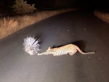 Leopardo y puercoespín