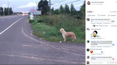 Un perro se reúne con su familia tras esperarles durante cuatro años al borde de una carretera