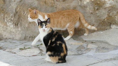 Una cobra se bate en duelo con cuatro gatos