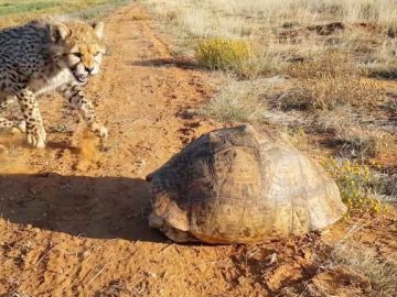 Guepardo y tortuga