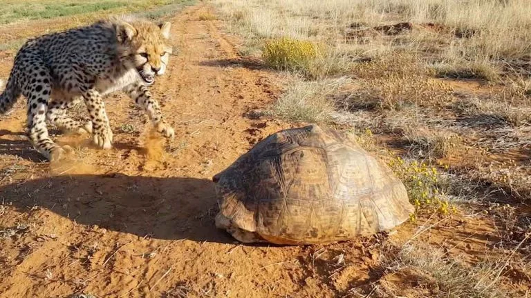 Guepardo y tortuga
