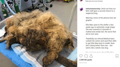 Rescatan a una perra a punto de morir y ahora está enamorando a todos con su belleza