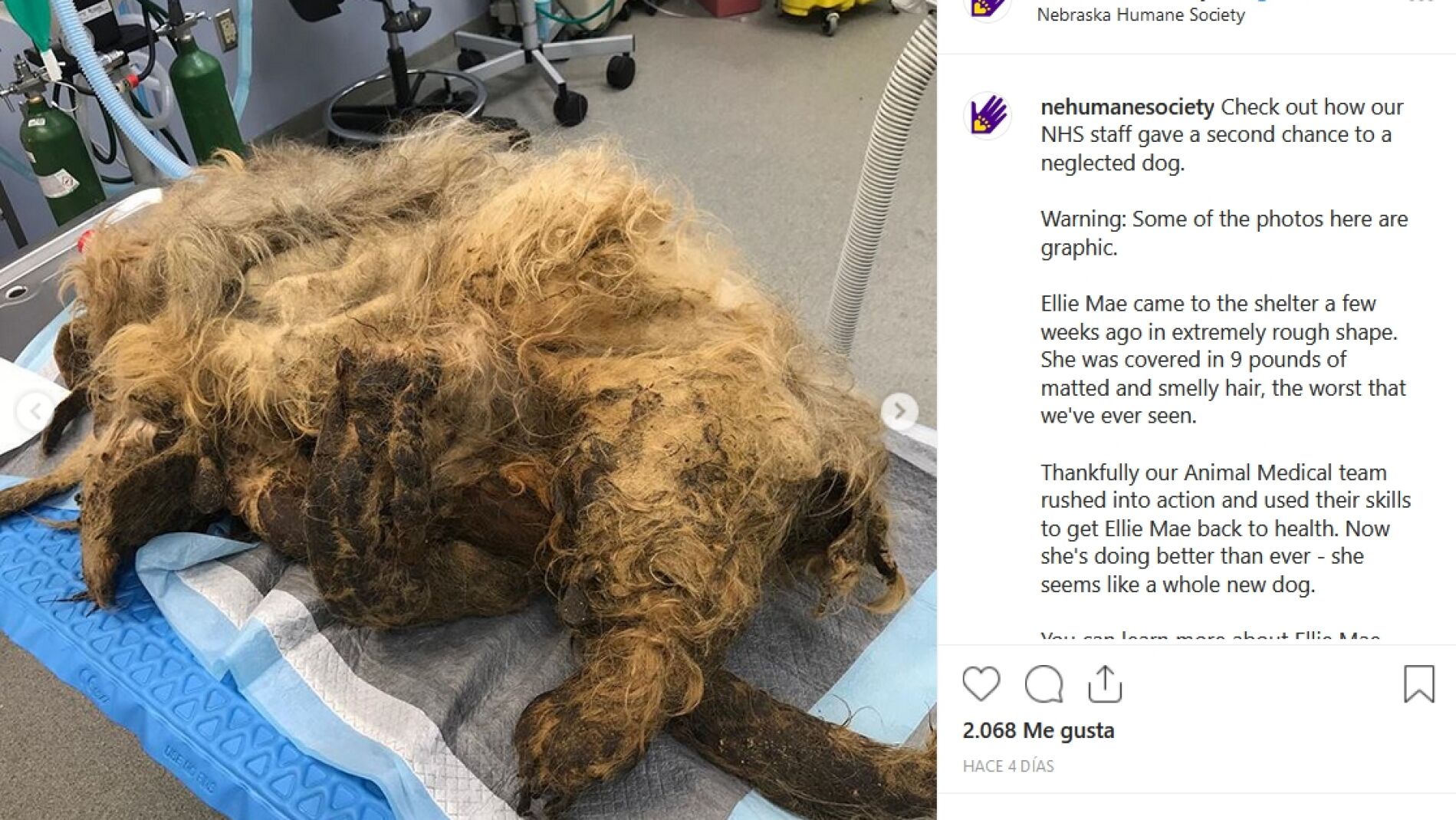 Ellie Mae, perra rescatada