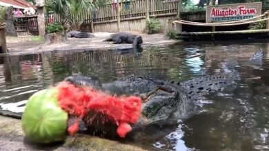 VÍDEO: Cocodrilo destroza una sandía de un terrorífico mordisco