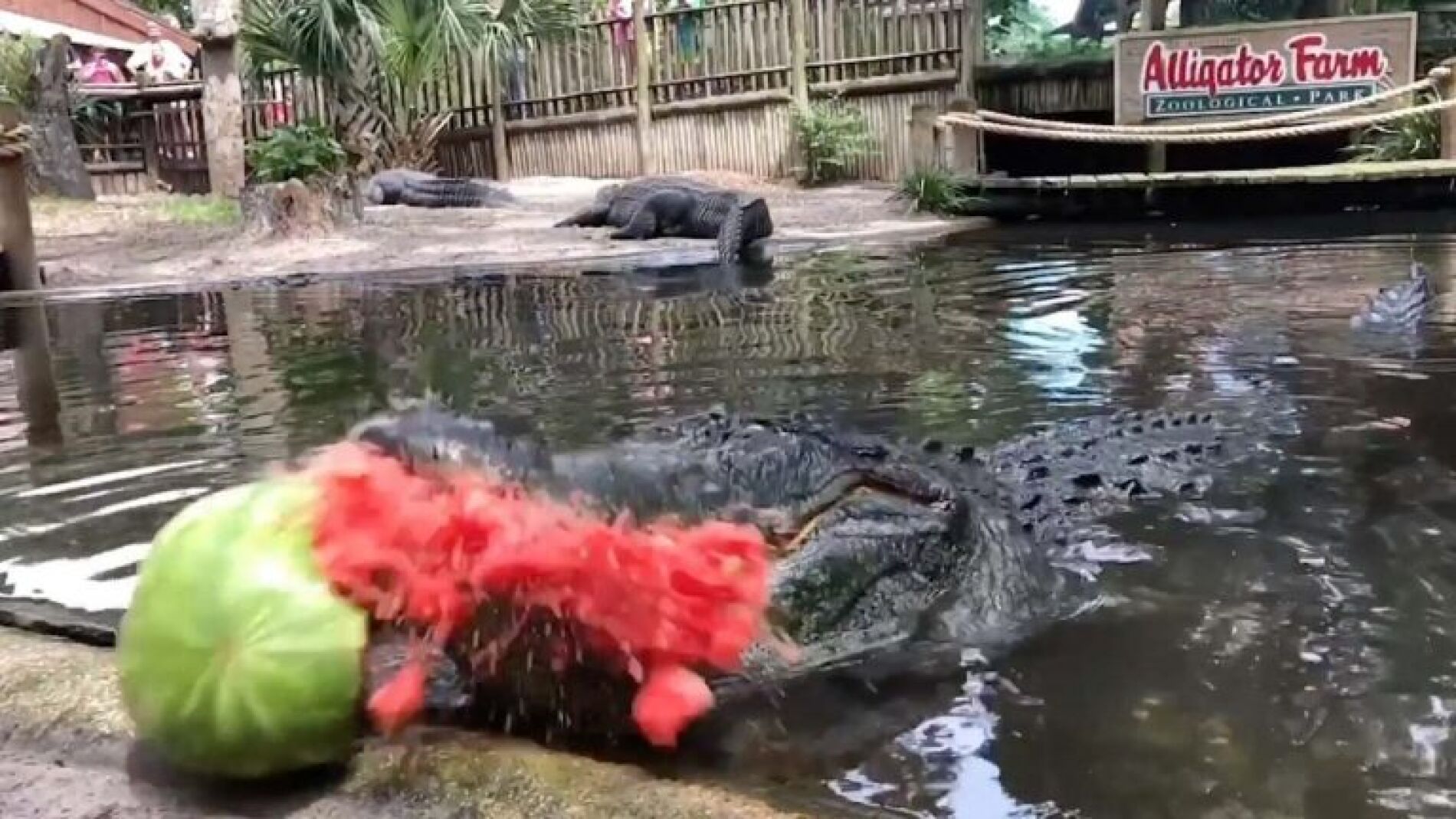 Caim&aacute;n destrozando una sand&iacute;a