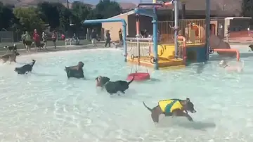 Perros jugando en un parque acuático