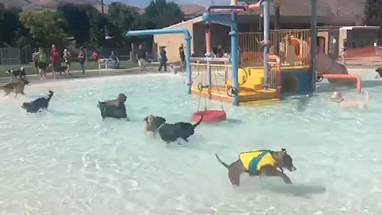 Perros jugando en un parque acuático
