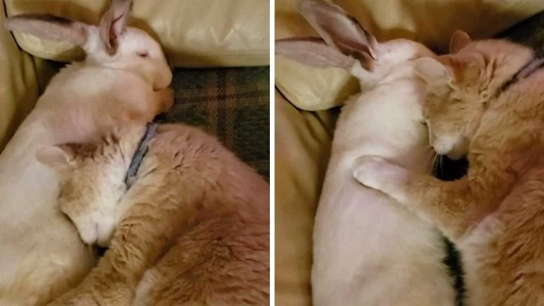 cooperar Oswald varonil VÍDEO: Un gato y un conejo rescatados se vuelven amigos inseparables