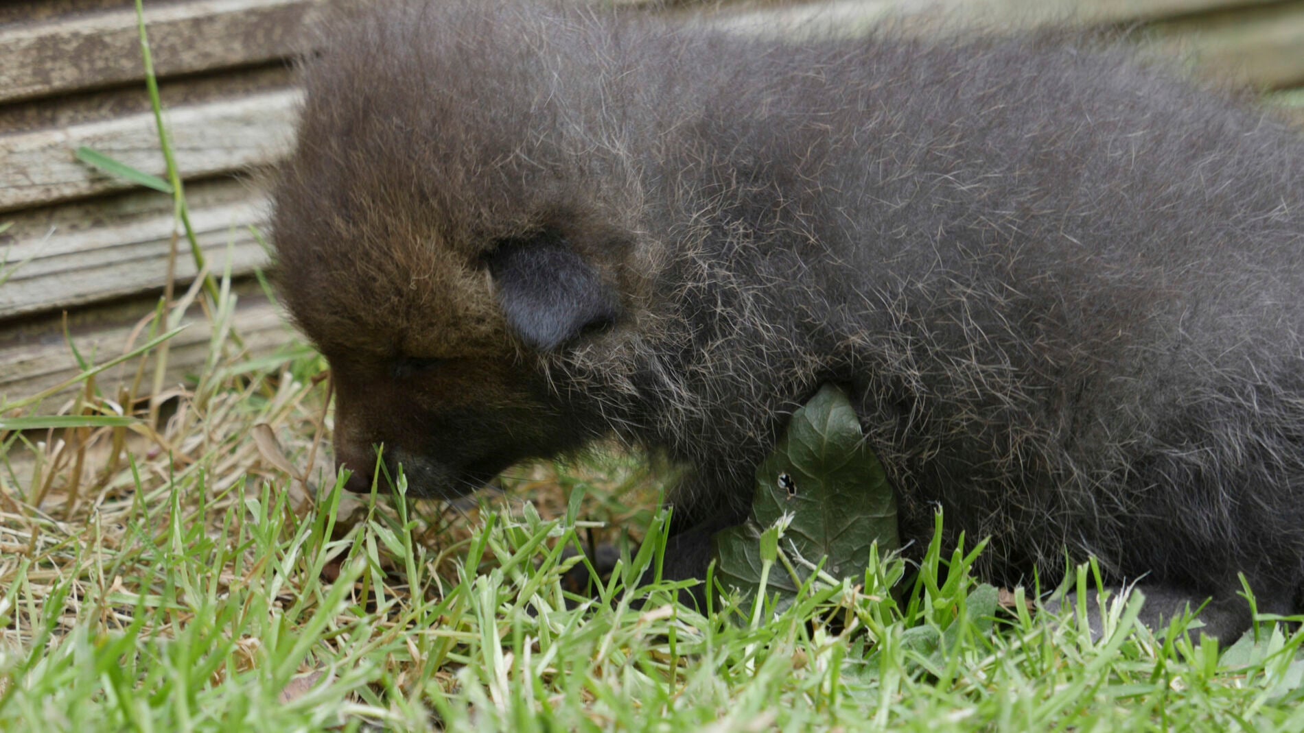 El peque&ntilde;o zorro tras ser rescatado