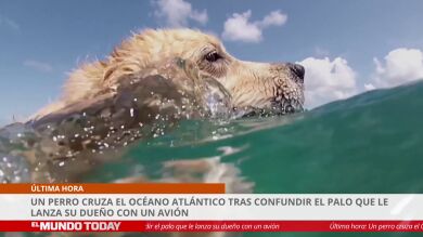 VÍDEO: Un perro cruza el océano Atlántico tras confundir un avión con el palo de su dueño