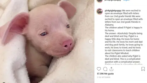 El instagram del perro Piglet El instagram del perro Piglet