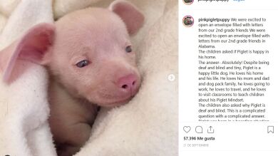 Piglet, el perro ciego y sordo que conquista a todo el mundo con su belleza