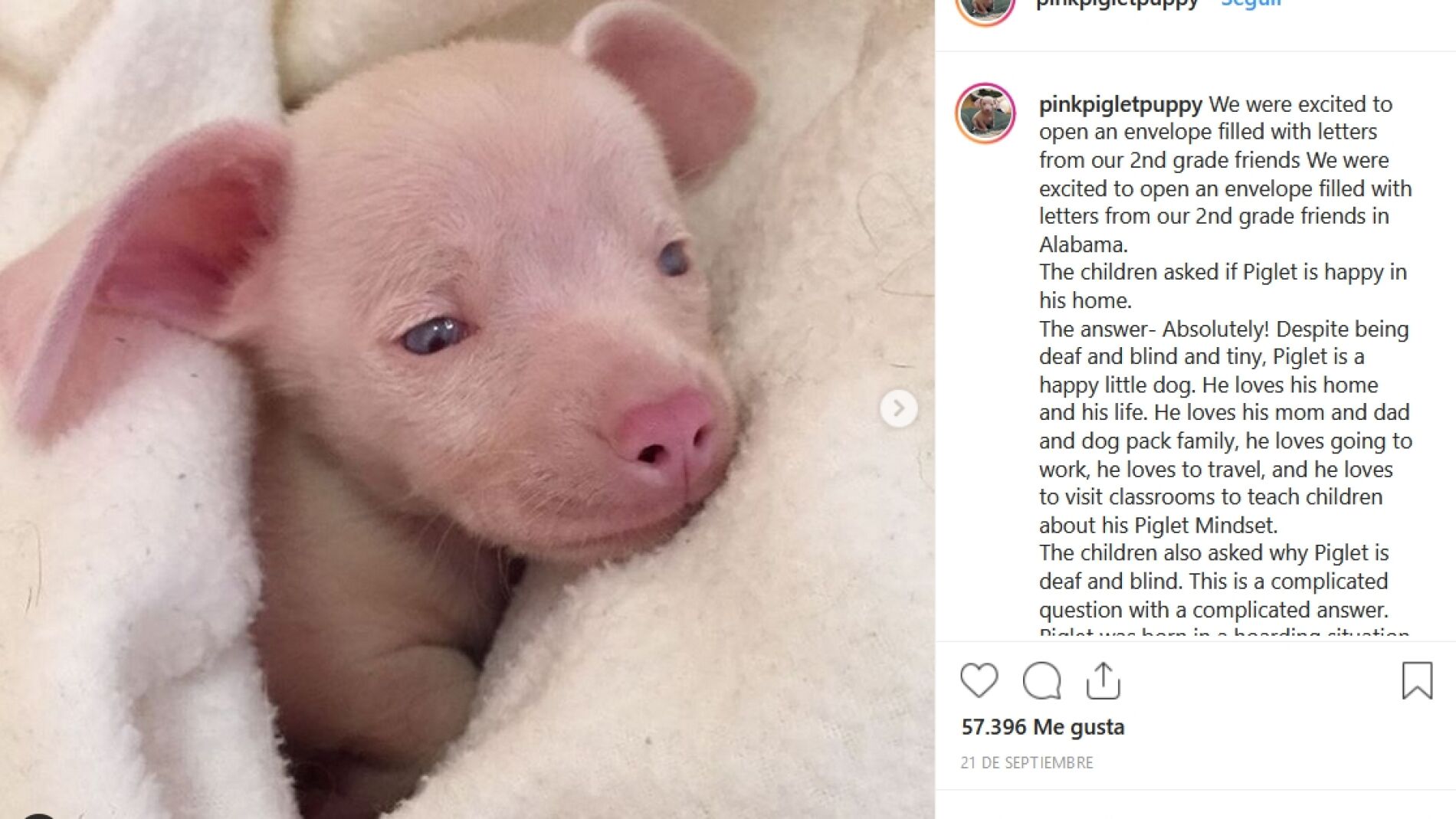 El instagram del perro Piglet
