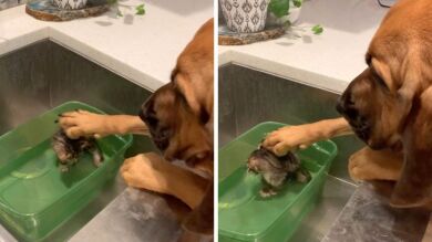 VÍDEO: El adorable momento en que una perra consuela a un gatito rescatado