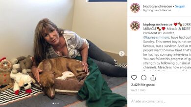 Rescatan a un cachorro atrapado un mes bajo los escombros de un edificio en Bahamas