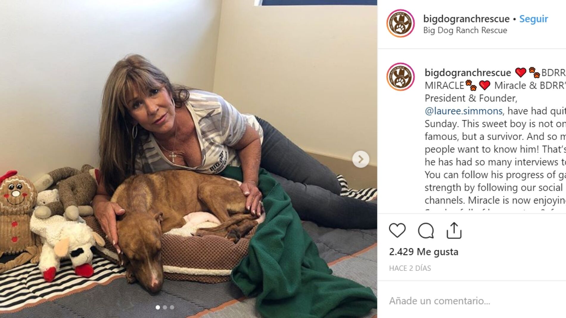 Perro rescatado en Bahamas