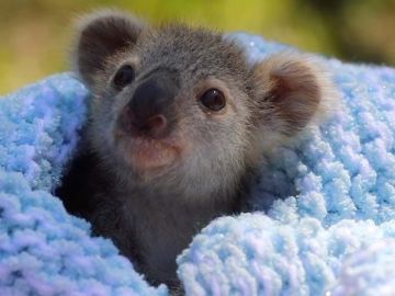 Koala rescatado