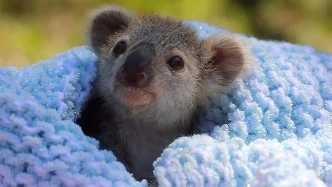 Koala rescatado