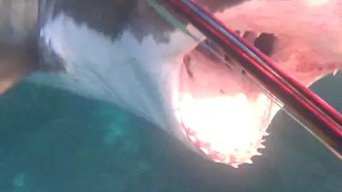 Gran Tiburón Blanco Gran Tiburón Blanco