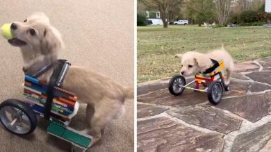 VIDEO: Una perrita sin patas delanteras consigue andar gracias a una silla de ruedas de Lego