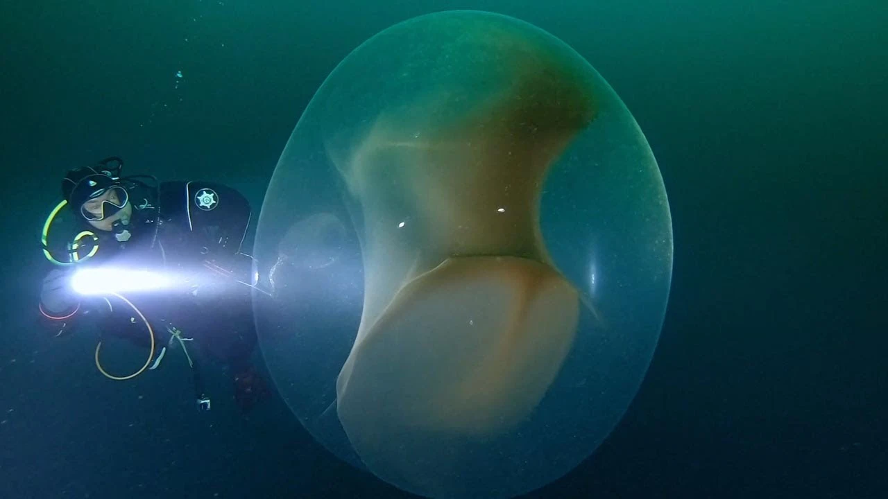 Buceando junto a un saco de huevos