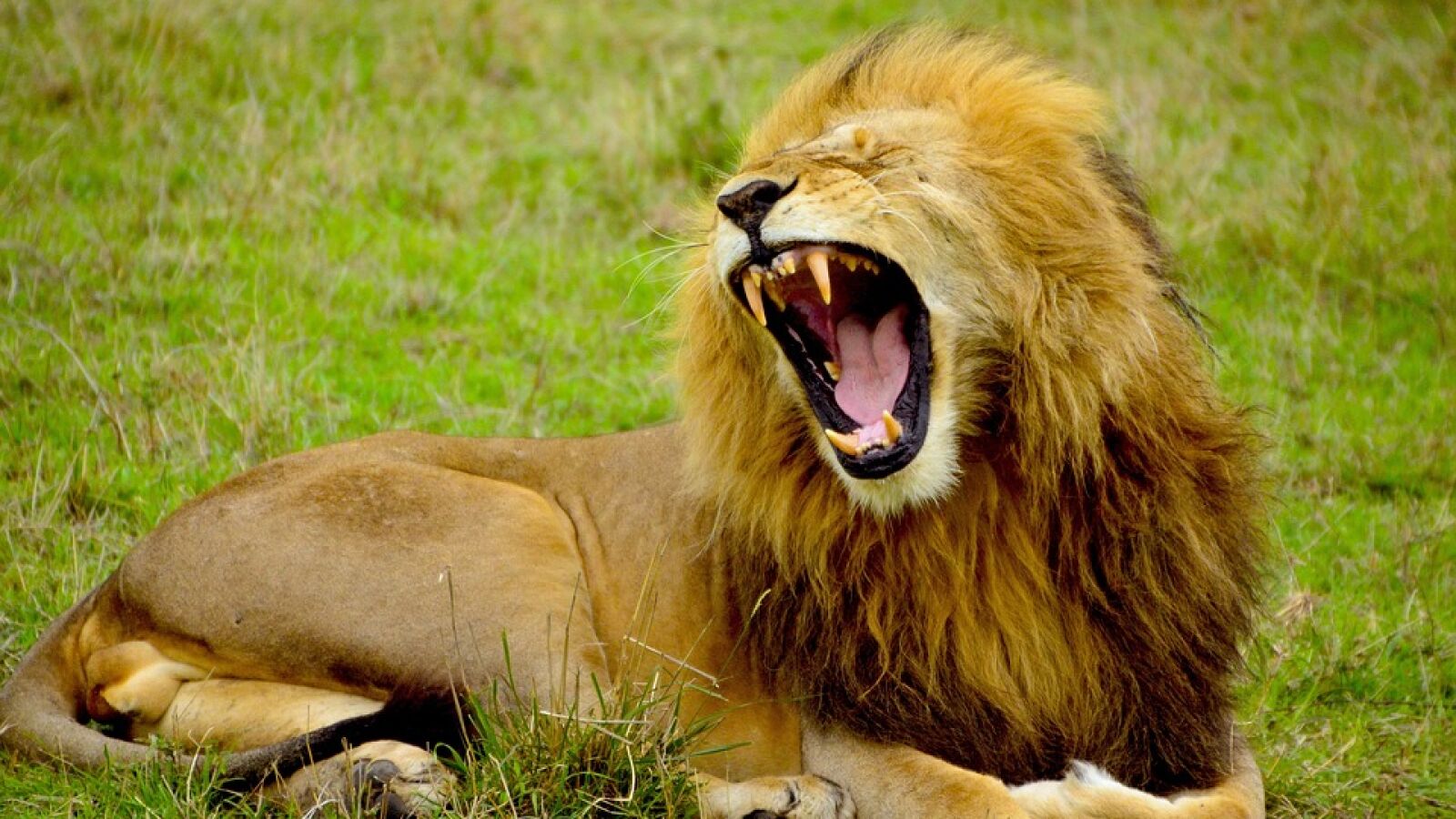 Un león ruge con todas sus fuerzas a un fotógrafo y luego le guiña sonriendo