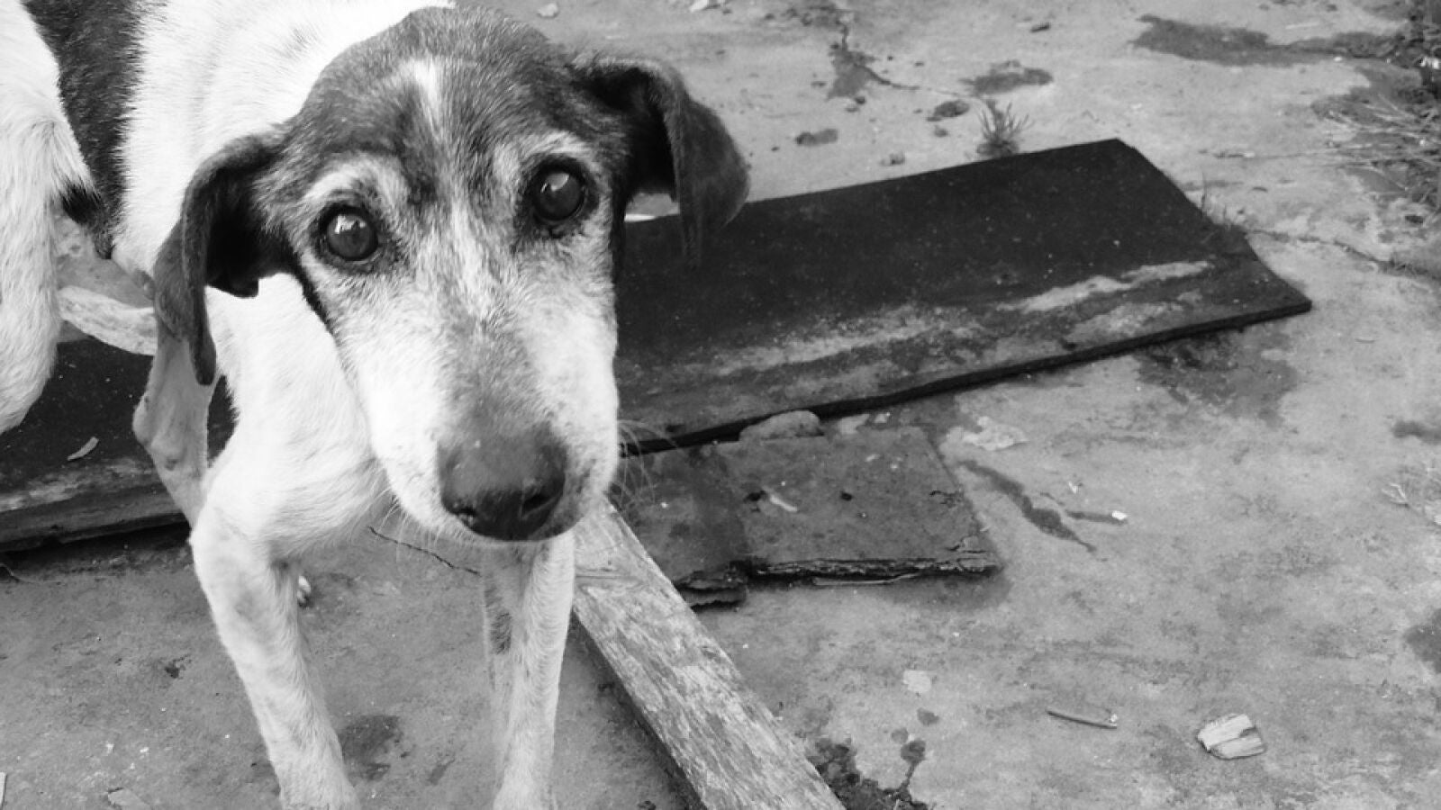 Perros sin hogar hacen cola para alimentarse en dispensadores de comida instalados por la Policía