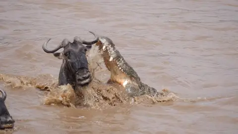 Ñu escapa de un cocodrilo Ñu escapa de un cocodrilo
