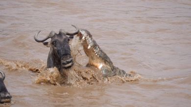 100 impactantes vídeos de animales que no puedes ver solo una vez