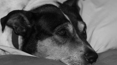 Perrita quedó atrapada en un agujero en la pared mientras espiaba a los vecinos