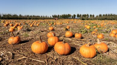 Cultiva una calabaza de más de 400 kilos y la convierte en un kayak
