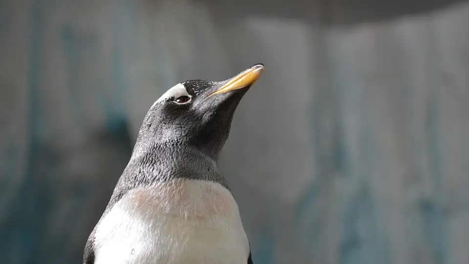 Pingüino (archivo)